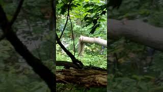 We reach the top of the hill overlooking Basecamp & the beaver complex for the first time.