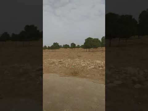 البيوض بل المشرية 