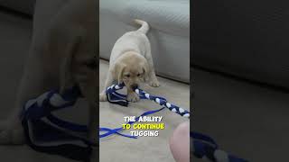 Which Puppy Tug Toy Is The Best For My Dog?