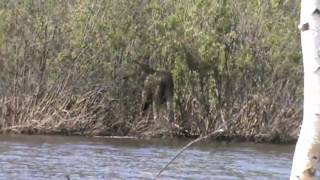 На Долгобродском водохр. Медведи - Лоси