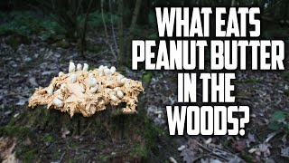 What Eats PEANUT BUTTER Left In The WOODS? (Trail Camera Footage)