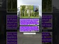 pohon bersejarah #viral #shorts #fyp