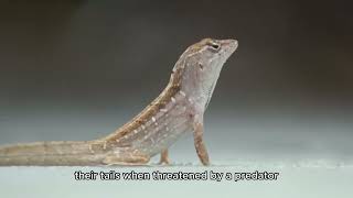 The Hidden Lives of Lizards