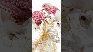 🔬 Exploded View of the Skull & Brain – Structural Insight in Motion  #medicalanimation #anatomy