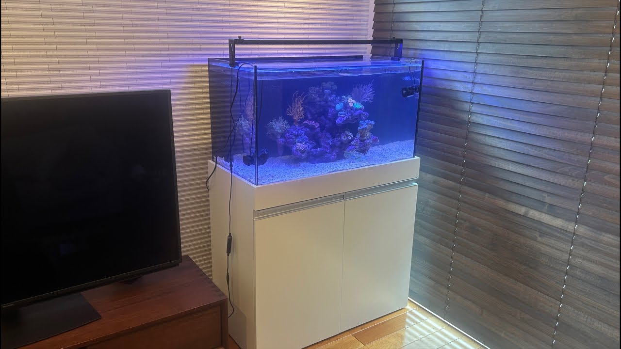 ORCA t90+ Kisarazu City] Setting up a dreamlike coral reef tank
