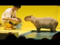 竹島水族館･カピバラショー の動画、YouTube動画。