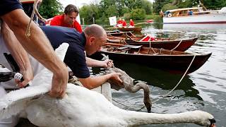 King’s Swan Upping on the Thames shows healthy cygnets but rising litter