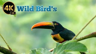 Wild Birds in 4k HD | Relaxing music | Nature Birds🐦 | Viral Feathered Beauties💯 by Vicky's Vitality Vlog 107 views 2 weeks ago 1 minute, 49 seconds