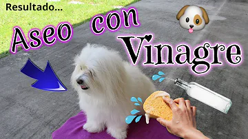 ¿Puedo dejar que mi perro huela vinagre?