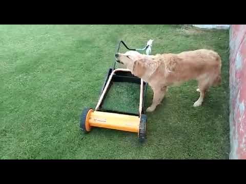 Revelling In The Fun-Filled Environment At Another Home Dog Care Centre