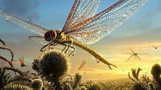 The Biggest Dragonfly Of The Planet