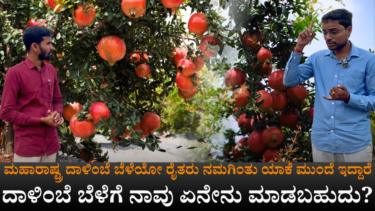 ಮಹಾರಾಷ್ಟ್ರದ ದಾಳಿಂಬೆ ಯಶಸ್ಸಿನ ಗುಟ್ಟು | ಕರ್ನಾಟಕದ ರೈತರು ಮಾಡುತ್ತಿರುವ ತಪ್ಪುಗಳೇನು? | Pomegranate Farming