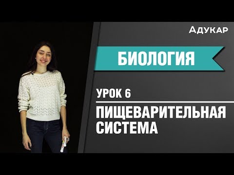 Анатомия. Пищеварительная система | Биология ЕГЭ, ЦТ