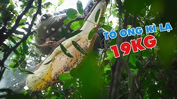 48H Săn Mật Ong P1 - Kì Lạ Gặp Tổ Ong Bầu Mật Chiếm Toàn Bộ Tổ