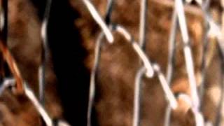 Mesh wire.