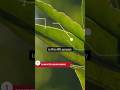 AI in Agriculture (Precision Agriculture)