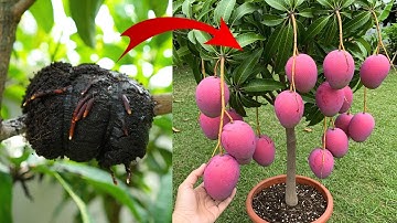 🌿MANGO Trees Are Easier to Propagate Than You Think!🥭