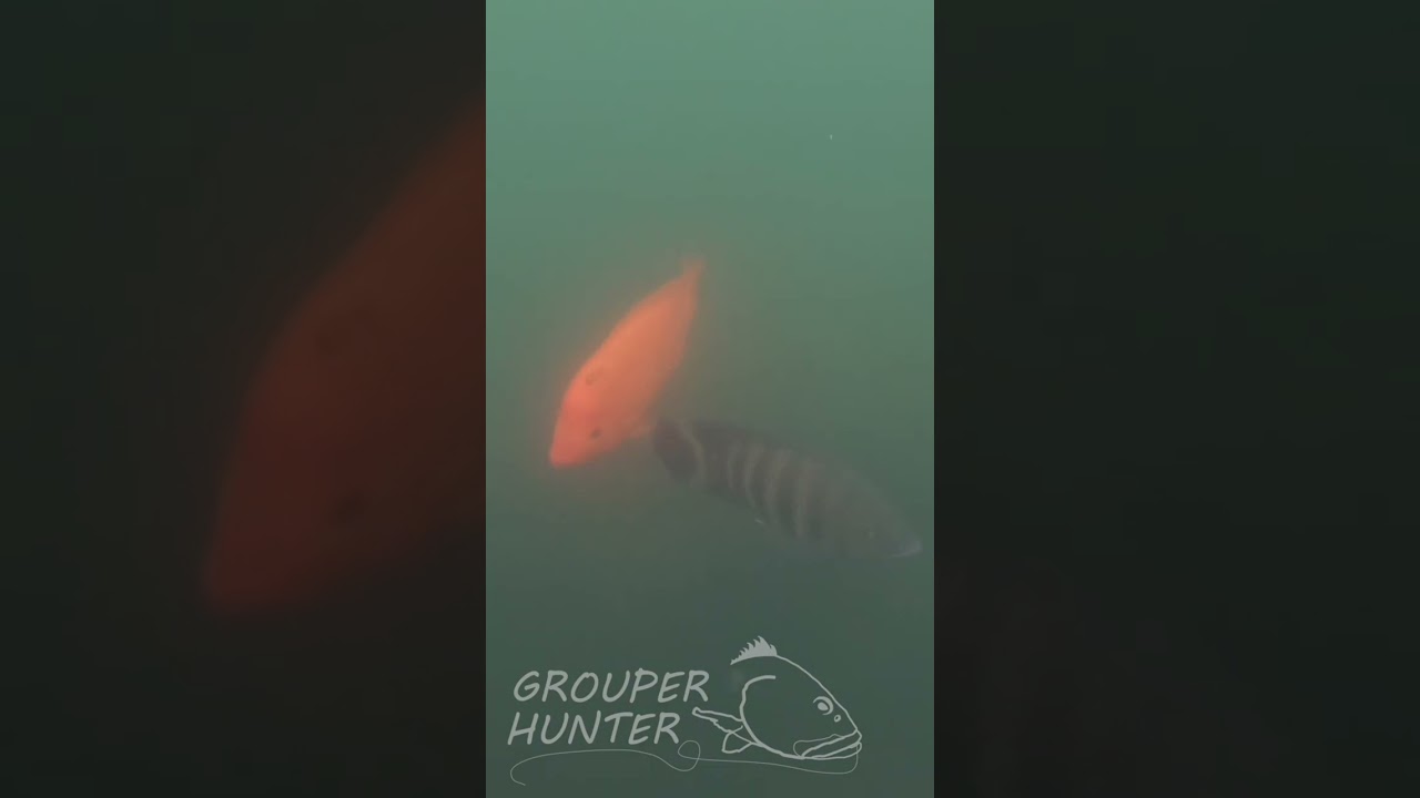 Underwater Video of Zebra Tilapia and Midas Cichlid in Florida