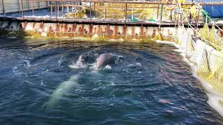 Beluga whales held in Whale Jail