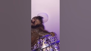 Kyle Thomas 💙 what it’s like living with a MONKEY! 🐵 #pov #kylethomas #shorts