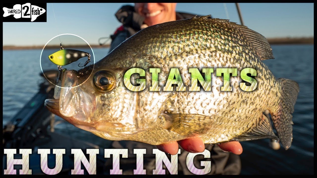 How to Catch Giant Crappies on Lipless Crankbaits 