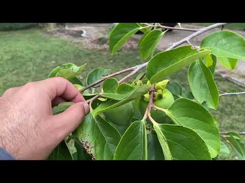 تخفيف الفاكهة من شجرة الكاكي Thinning Persimmon Tree