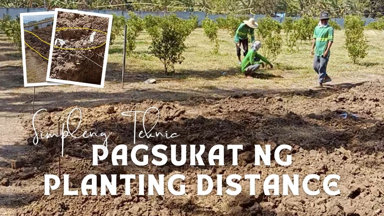 PAANO MAGSUKAT NG TAMANG PLANTING DISTANCE (Calamansi Planting Guide