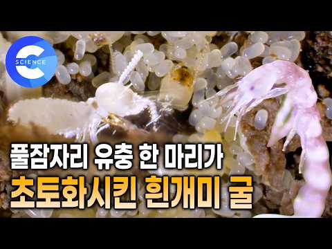 알에서 태어나자마자 흰개미 사냥하러 가는 풀잠자리 애벌레 🐛 유충 한 마리에 몰살당한 흰개미 <strong>왕국</strong> | EBS 자연다큐