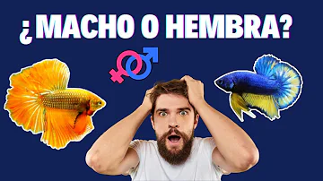 ¿Cómo saber si un pez betta es hembra?