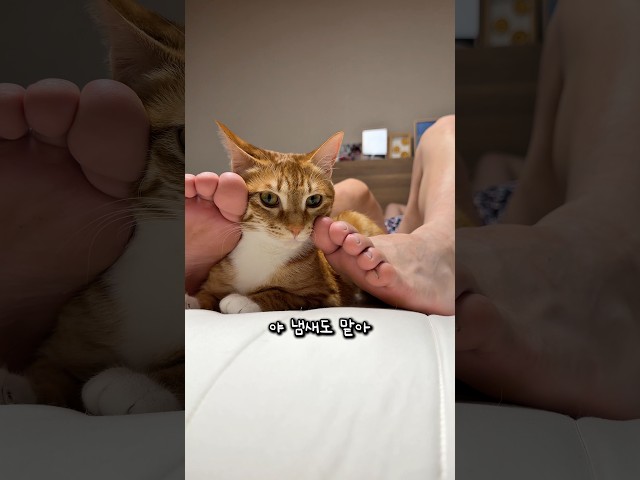 발 냄새에 중독된 고양이