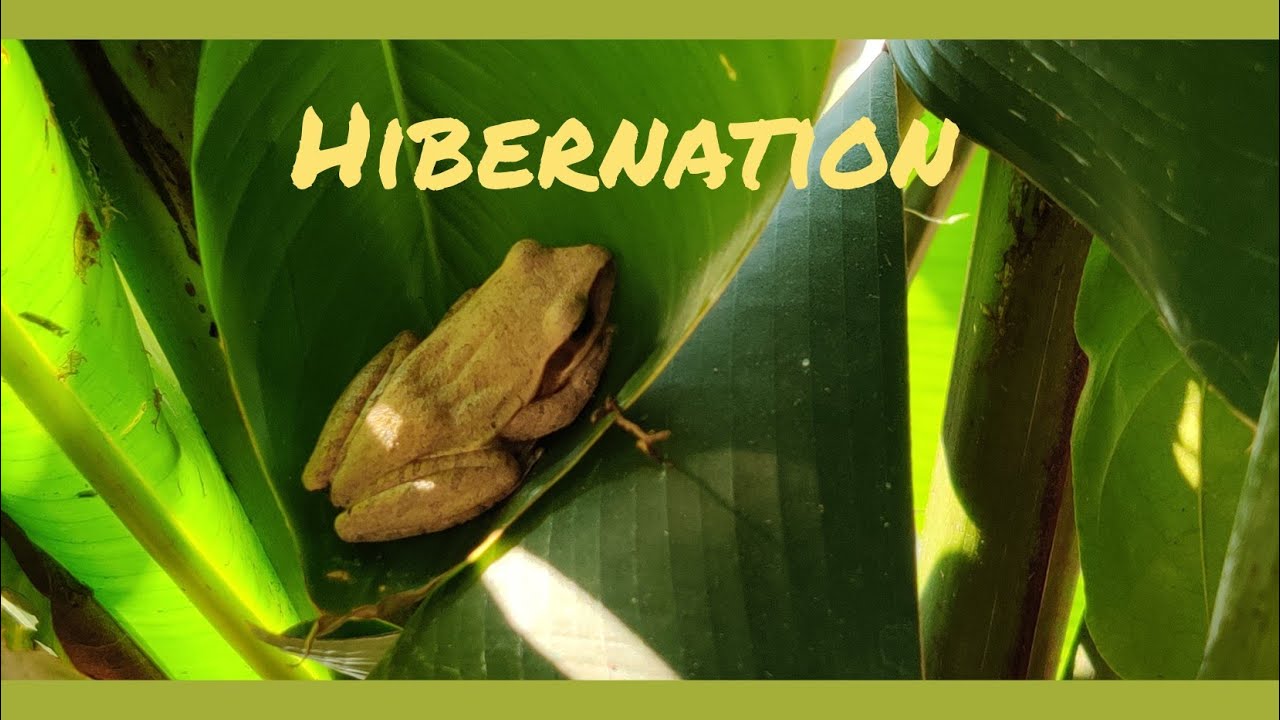 Hibernation in frogs 🐸/सीतनिद्रा YouTube