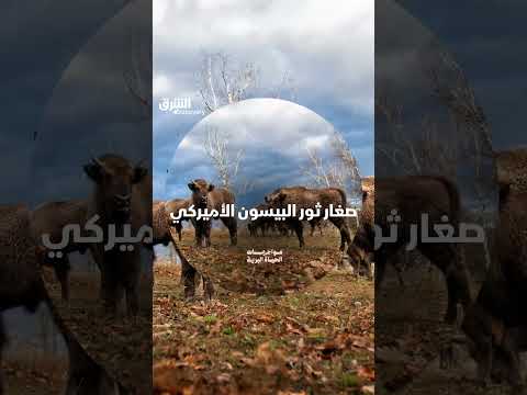 صغار البيسون الأميركي: لقطات لطيفة