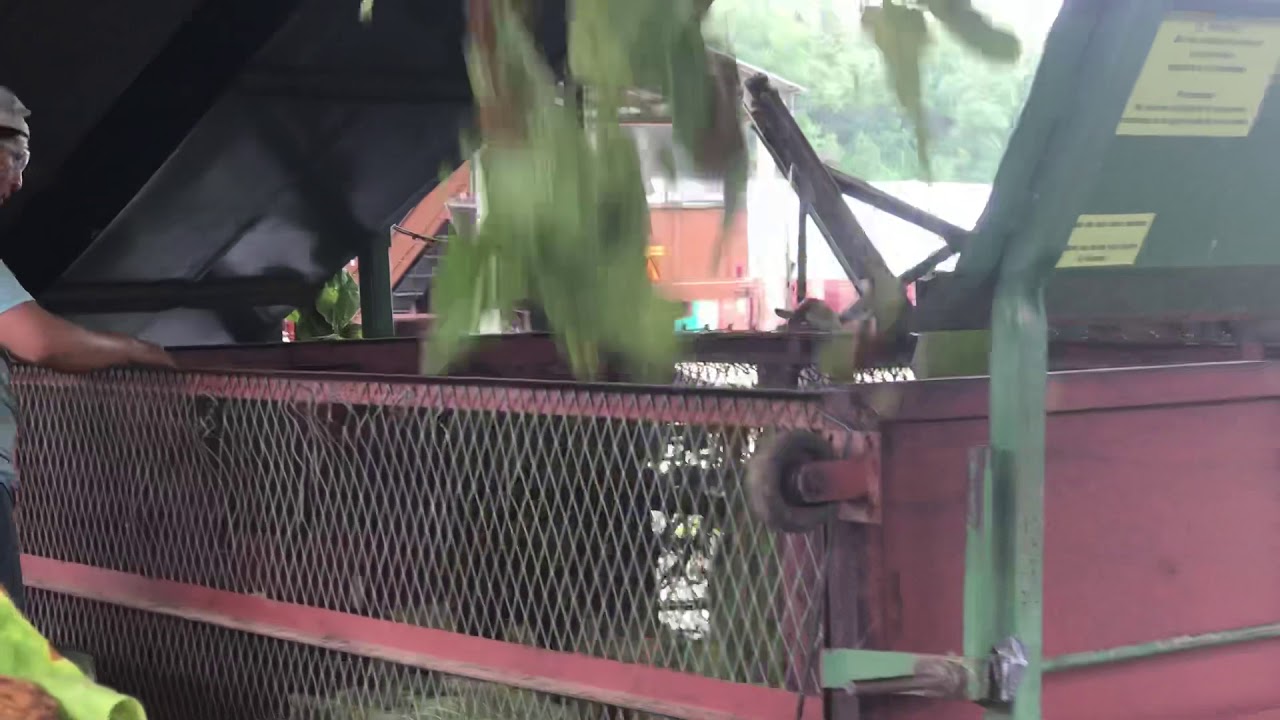 Loading green tobacco part 2