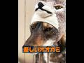 オオカミは飼いならすことはできますか？ #animals #動物プロダクション #自然