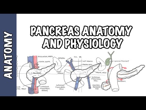 Video: Pankreas Anatomy & Diagram - Kroppskartor