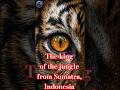 The Shocking Truth About Sumatran Tigers #shorts