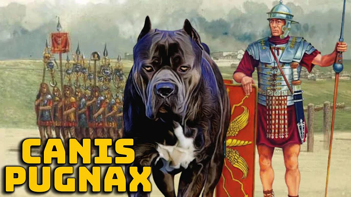 Canis Pugnax - The War Dog of the Roman Legions - Historical Curiosities - See U in History - DayDayNews