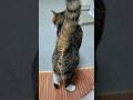 キジシロ猫のお尻トントンのねだり方がプロすぎる件 #cat #ねこ