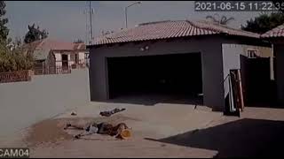 Eaten alive by vicious dogs in Johannesburg, Thief finds out the wall is short for a reason.