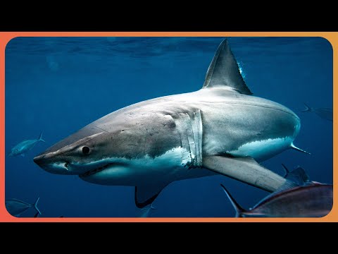 SHARK AWARENESS DAY: PREDATOR KINGS OF THE DEEP