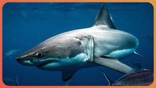 SHARK AWARENESS DAY: PREDATOR KINGS OF THE DEEP