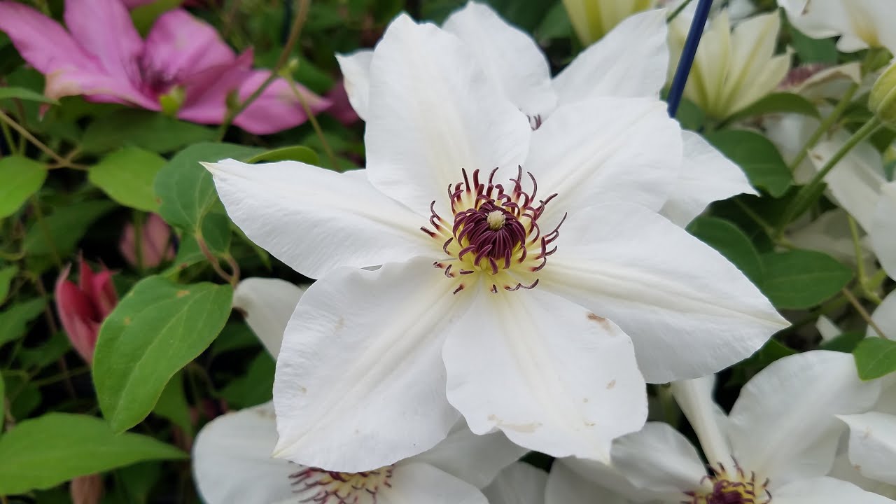 Best Flowering Vines and Climbers - Clematis Ninon™