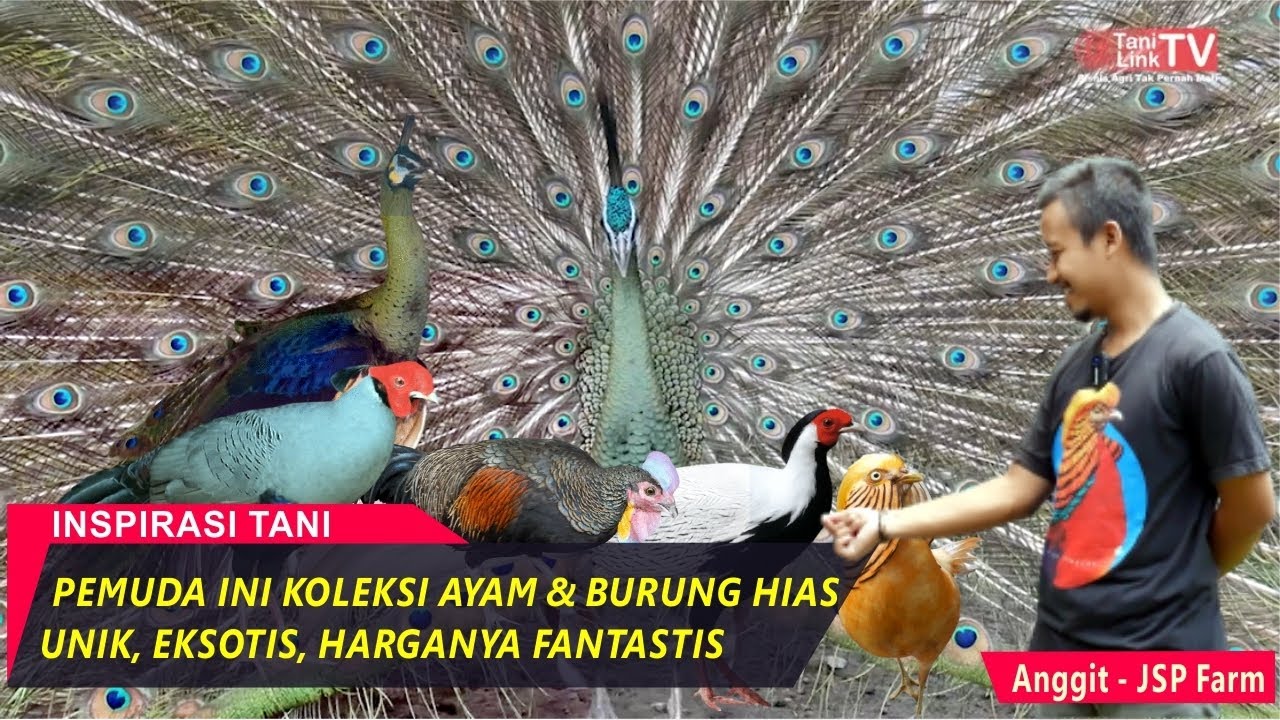 Berawal dari Hobi Kini Miliki Penangkaran Ayam dan Burung Hias Bernilai Puluhan Juta