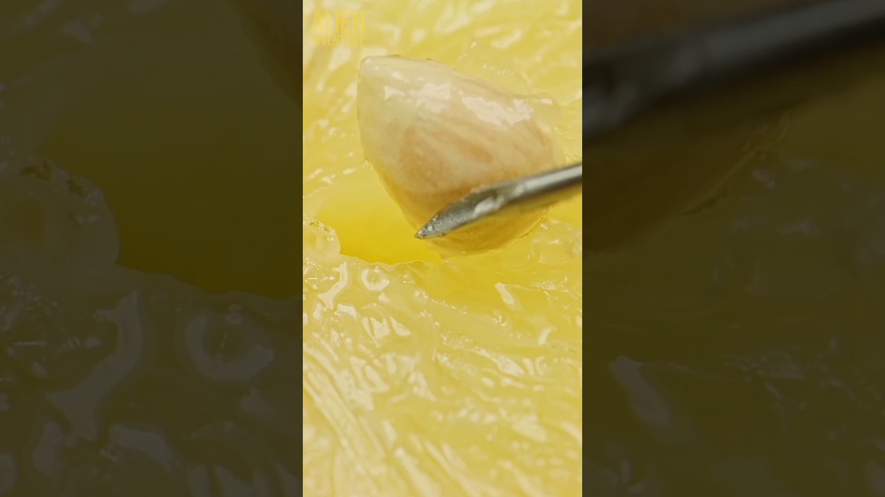lemon seed extraction closeup 