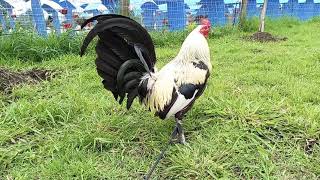 Pollo Clement, Linea Que Criamos En Rancho Los Sauces.