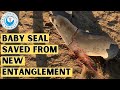 Baby seal saved from new entanglement
