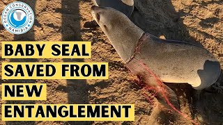 Baby Seal Saved From New Entanglement by Ocean Conservation Namibia 24,525 views 2 weeks ago 3 minutes, 39 seconds