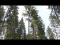 Relax with MAGIC FOREST - 01 CONIFEROUS FOREST (PURERELAX.TV)