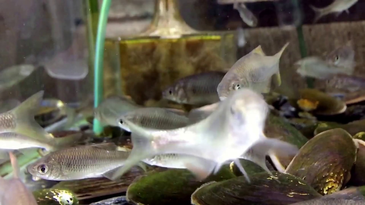 Japan Explorer Beautiful freshwater fish in Japan YouTube