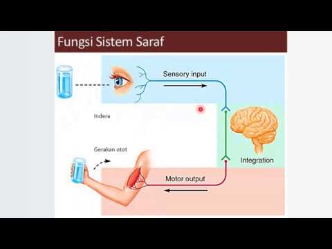 Video: Penyakit Yang Berkaitan Dengan KARS: Leukoencephalopathy Progresif Dengan Batang Otak Dan Kalsifikasi Saraf Tunjang Sebagai Fenotip Baru Dan Semakan Kesusasteraan